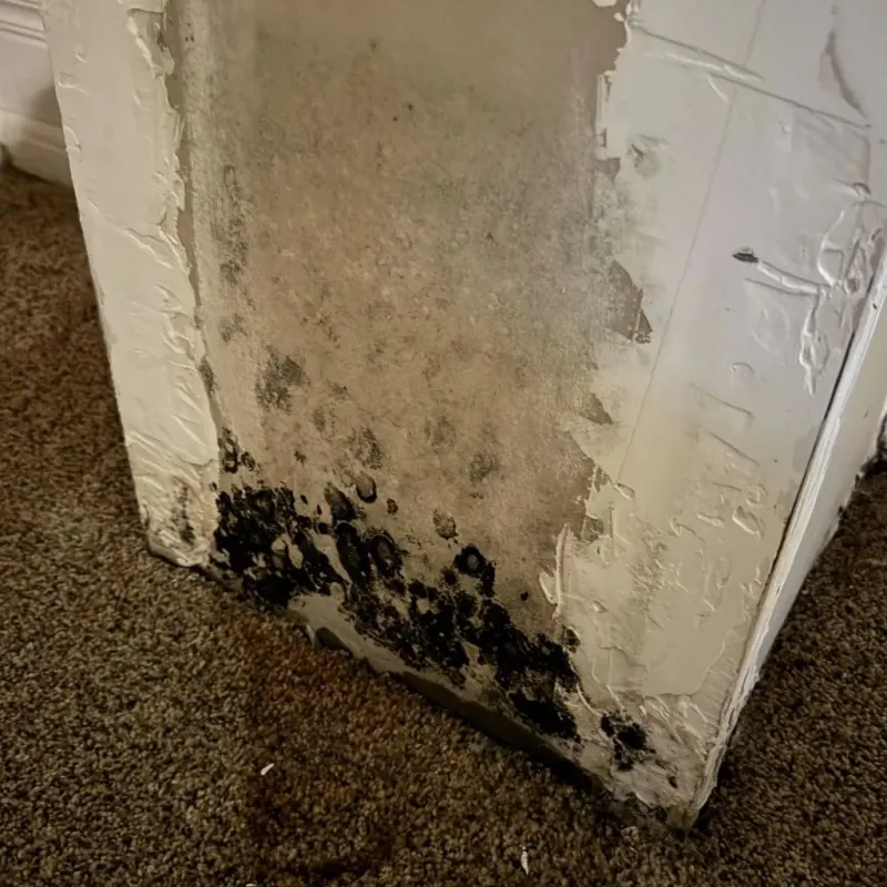 Professional Mold Removal in Ontario, OR